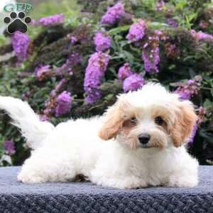 Gabe, Maltipoo Puppy