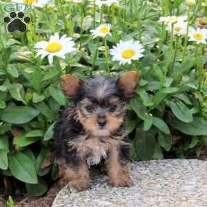 Gabe, Yorkie Puppy