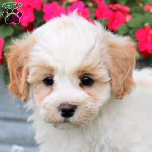 Gabe, Maltipoo Puppy