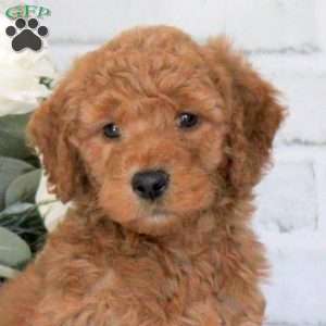 Gabe, Mini Goldendoodle Puppy