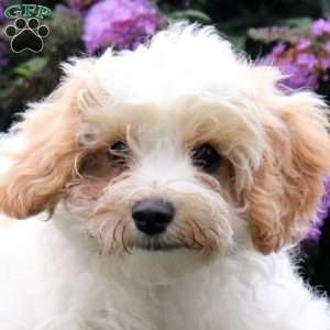 Gabe, Maltipoo Puppy