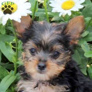 Gabe, Yorkie Puppy