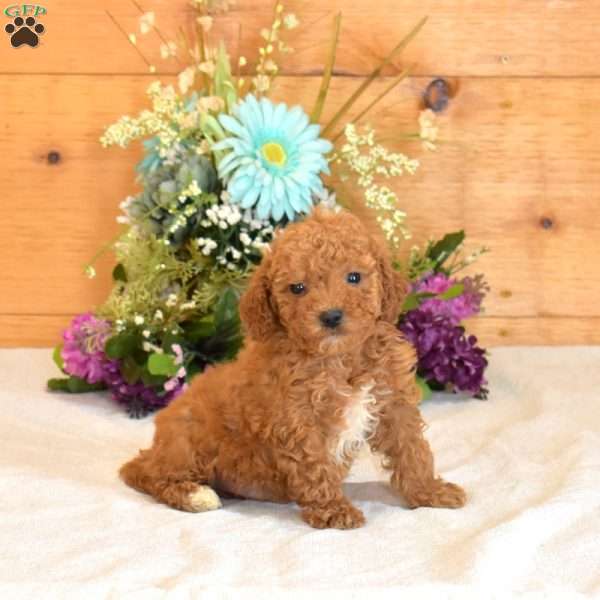 Gadget, Bich-Poo Puppy