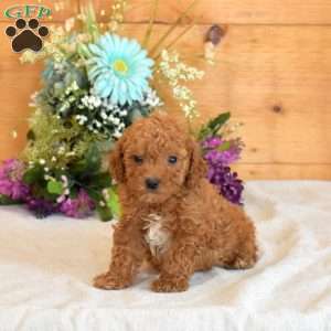 Gadget, Bich-Poo Puppy
