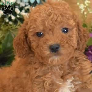 Gadget, Bich-Poo Puppy
