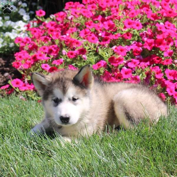 Gail, Alaskan Malamute Puppy
