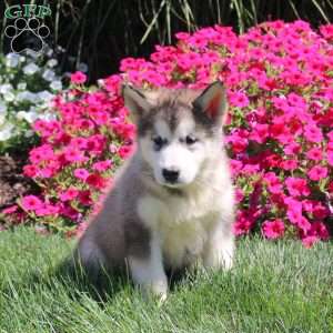Gail, Alaskan Malamute Puppy