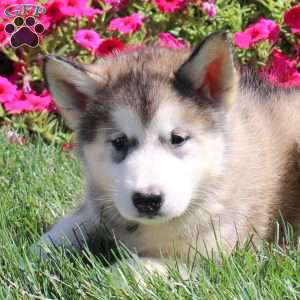 Gail, Alaskan Malamute Puppy