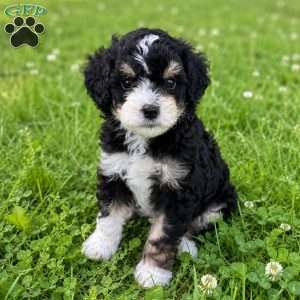 Gale, Mini Bernedoodle Puppy