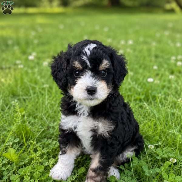 Gale, Mini Bernedoodle Puppy