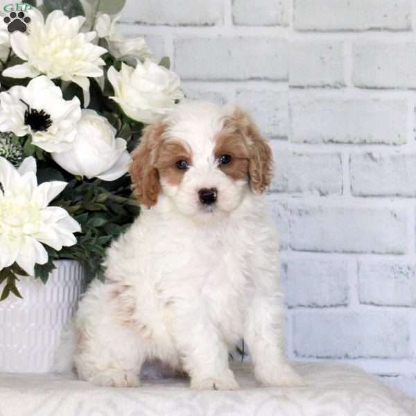 Garrett, Mini Goldendoodle Puppy