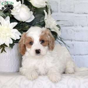 Garrett, Mini Goldendoodle Puppy