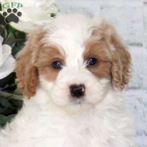 Garrett, Mini Goldendoodle Puppy