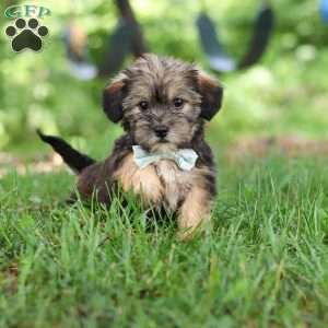 Gary, Shorkie Puppy