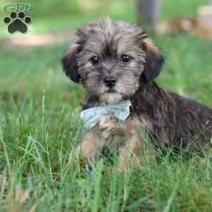 Gary, Shorkie Puppy