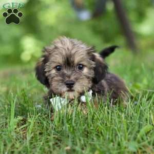 Gary, Shorkie Puppy