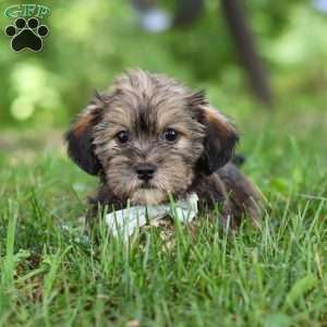 Gary, Shorkie Puppy