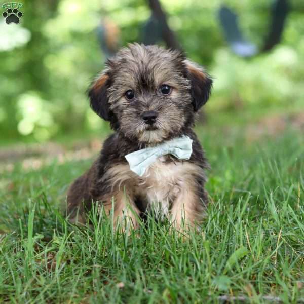 Gary, Shorkie Puppy