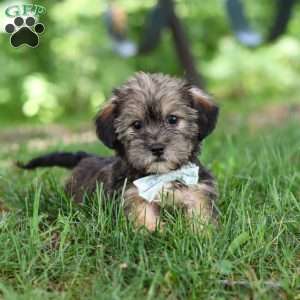 Gary, Shorkie Puppy
