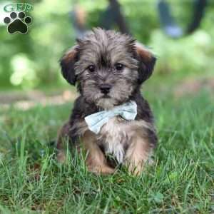 Gary, Shorkie Puppy