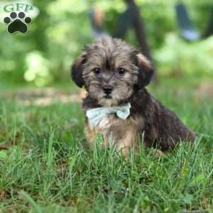 Gary, Shorkie Puppy