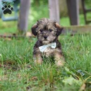 Gary, Shorkie Puppy