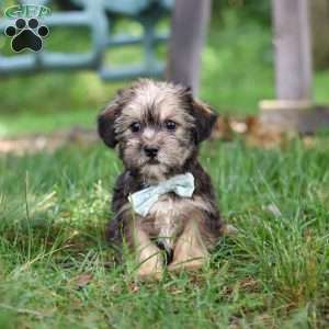 Gary, Shorkie Puppy