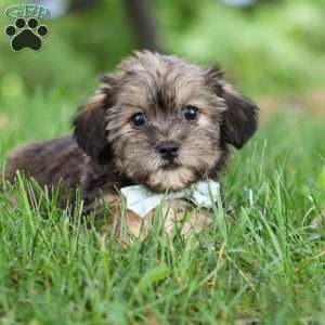 Gary, Shorkie Puppy