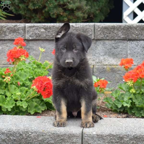 Gator, German Shepherd Puppy