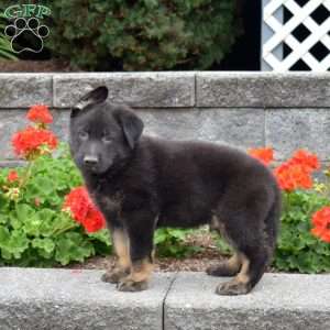 Gator, German Shepherd Puppy