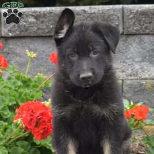 Gator, German Shepherd Puppy