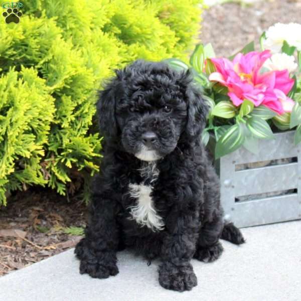 Gavin, Yorkie Poo Puppy