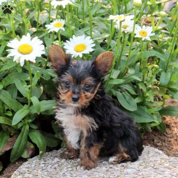 Gavin, Yorkie Puppy