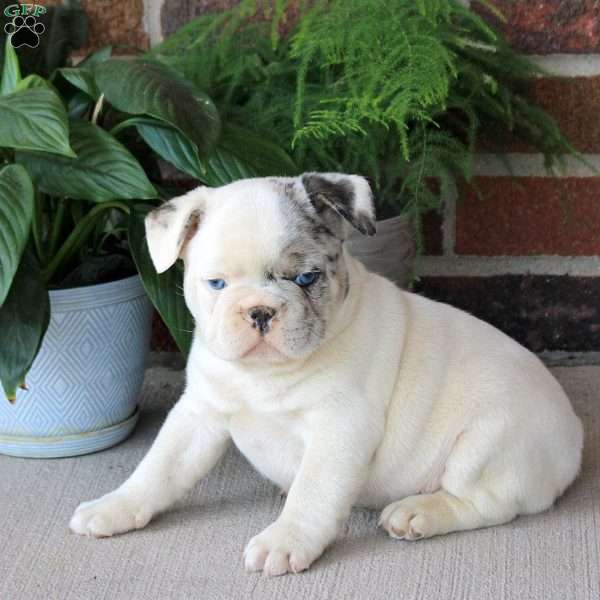 Gavin, French Bulldog Puppy