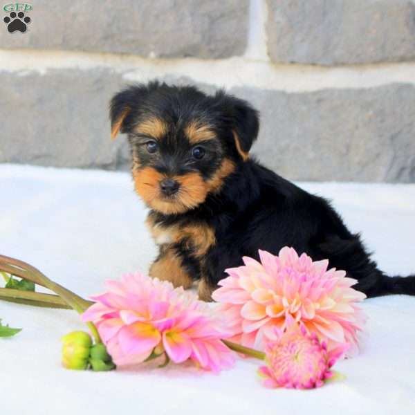 Gavin, Morkie / Yorktese Puppy