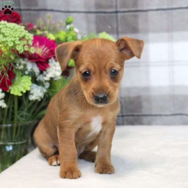 Gavin, Yorkie Russell Puppy