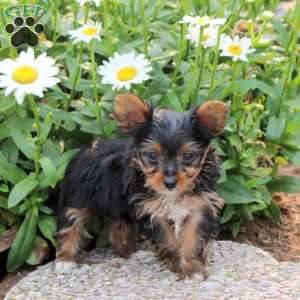 Gavin, Yorkie Puppy