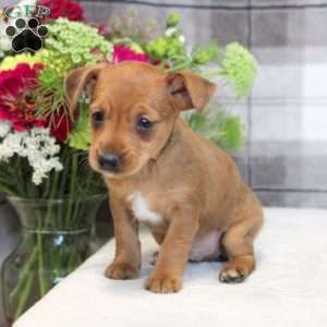 Gavin, Yorkie Russell Puppy