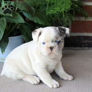 Gavin, French Bulldog Puppy