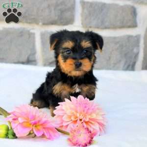 Gavin, Morkie / Yorktese Puppy