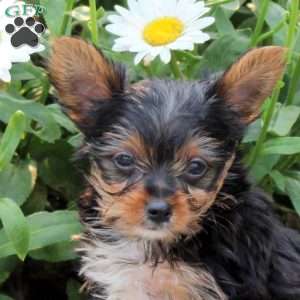 Gavin, Yorkie Puppy