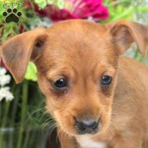 Gavin, Yorkie Russell Puppy
