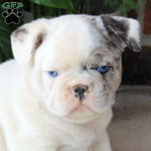 Gavin, French Bulldog Puppy