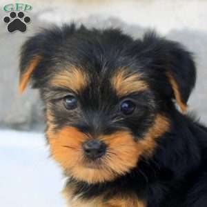 Gavin, Morkie / Yorktese Puppy