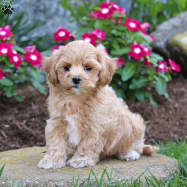 Gavin, Maltipoo Puppy