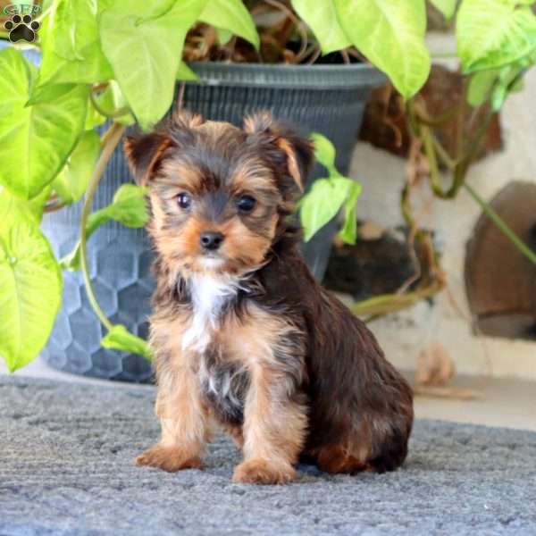 Gavin, Yorkie Puppy