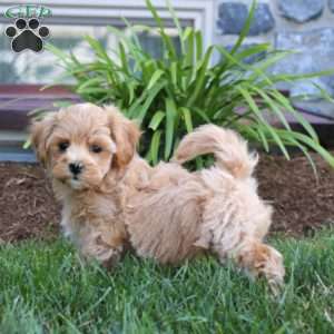 Gavin, Maltipoo Puppy