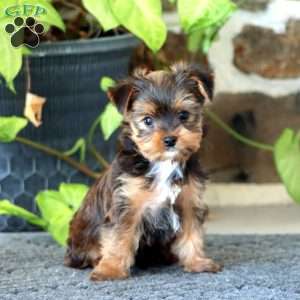 Gavin, Yorkie Puppy