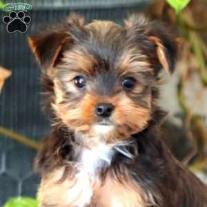 Gavin, Yorkie Puppy