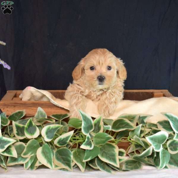 Gemma, Maltipoo Puppy